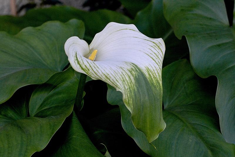 A close up horizontal image of the green and white flower of Zantedeschia 'Green Goddess' surrounded by large green leaves.