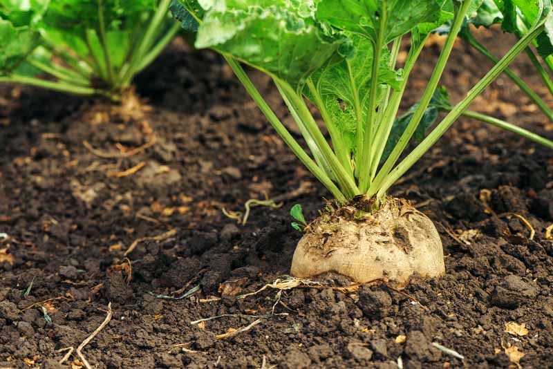 A close up horizontal image of sugar beets growing in the home garden.