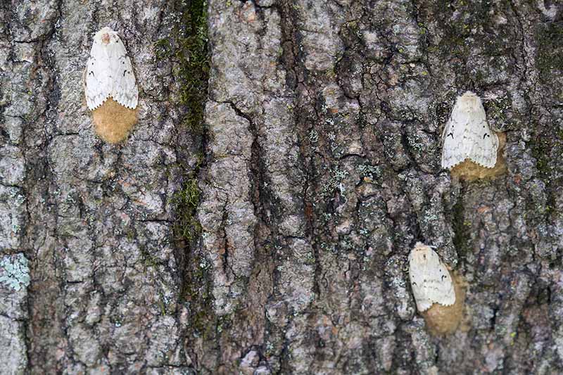 A close up horizontal image of three adult female gypsy moths laying their eggs on the bark of a tree.