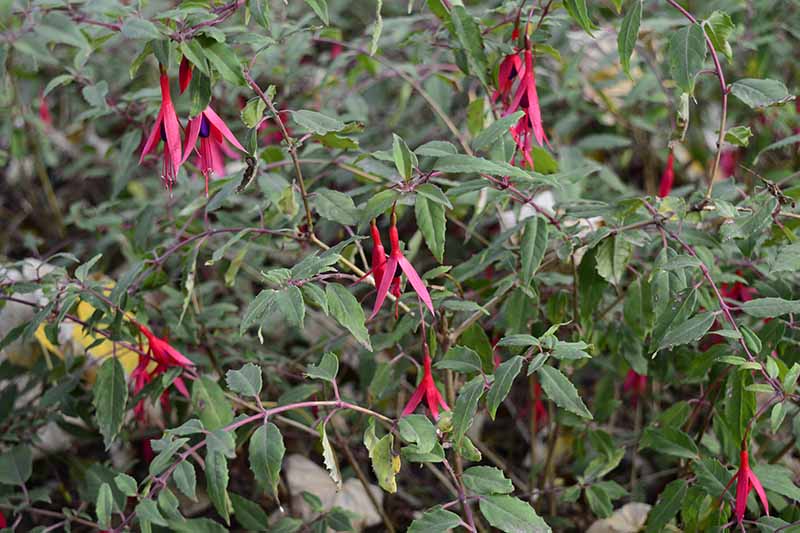A close up horizontal image of bright red flowers of a hardy fuchsia plant growing in the garden.