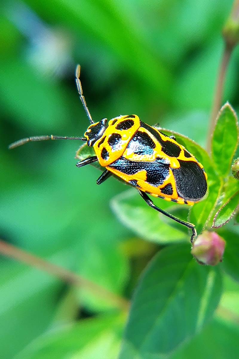 A close up vertical image of a harlequin bug on the leaf of a plant pictured on a soft focus background.