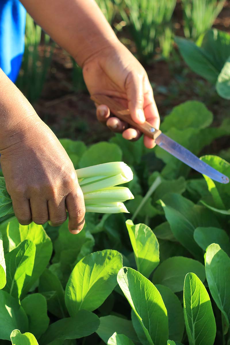 A close up vertical image of two hands from the left of the frame using a knife to harvest bok choy leaves pictured in light sunshine.