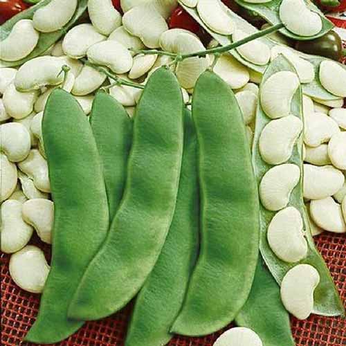 A close up square image of 'Henderson' pods surrounded by beans.