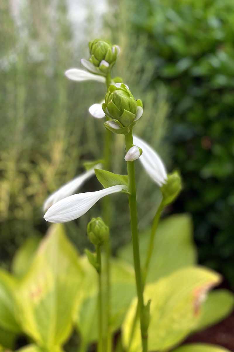 A close up vertical image of a long hosta flower stalk just starting to open, pictured on a soft focus background.