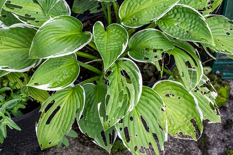 A close up horizontal image of a variegated hosta plant showing damage from slugs and snails on the foliage.