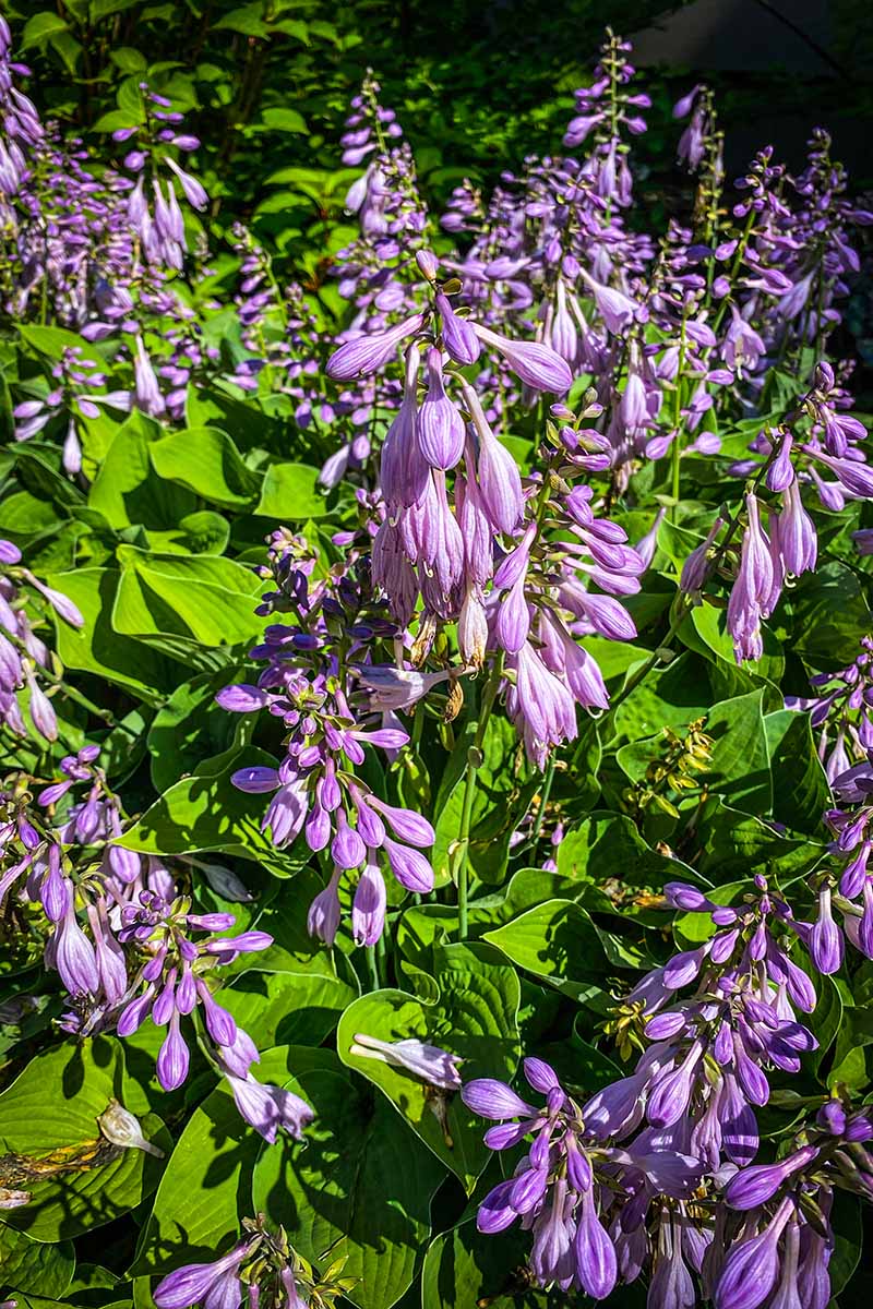A close up vertical image of purple hosta flowers growing in the garden pictured in light sunshine.