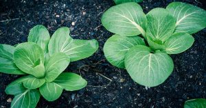 A close up horizontal image of bok choy plants growing in rich soil in the garden.