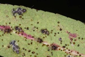 How to Identify and Control Lace Bugs