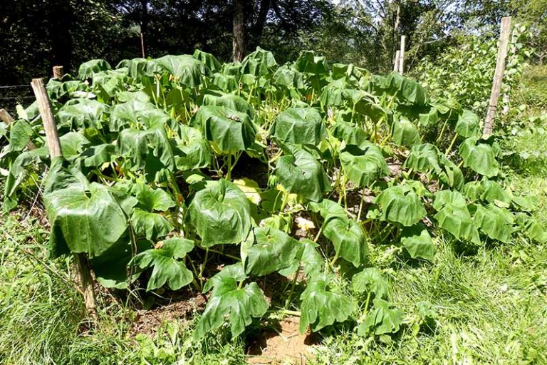 Why Is My Pumpkin Plant Wilting Troubleshooting Tips Gardener s Path