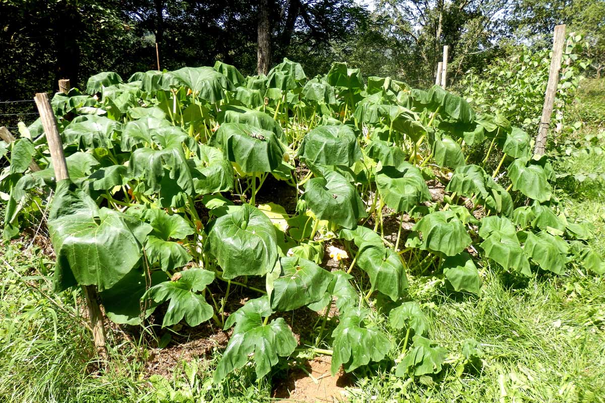 A close up horizontal image of wilting pumpkin foliage in the vegetable garden pictured in bright sunshine.