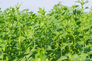 A close up horizontal image of alfalfa growing in the garden as a cover crop, pictured in bright sunshine.