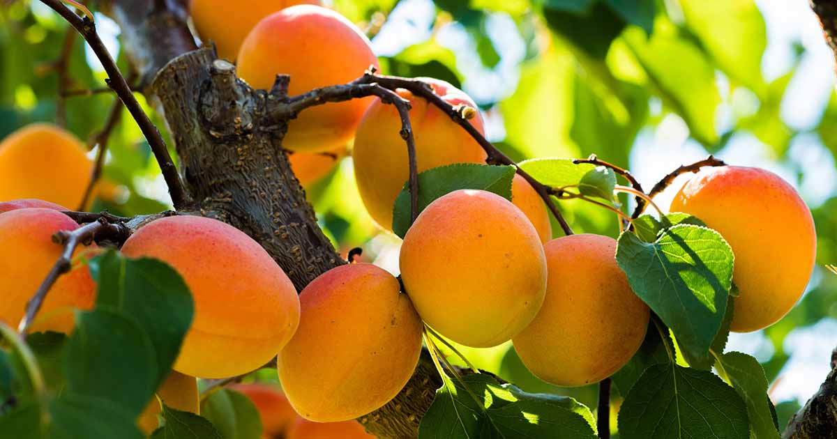 How to Grow and Care for Apricot Trees | Gardener's Path