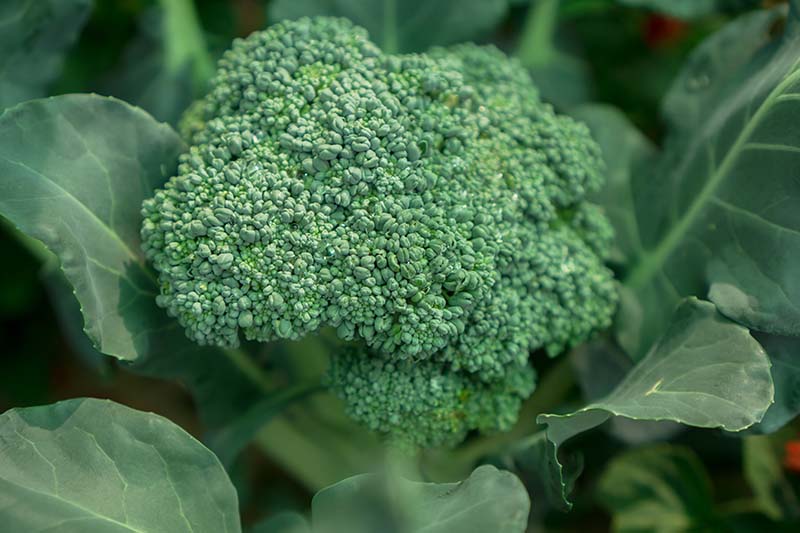 A close up horizontal image of a head of broccoli growing in the garden ready for harvest pictured on a soft focus background.