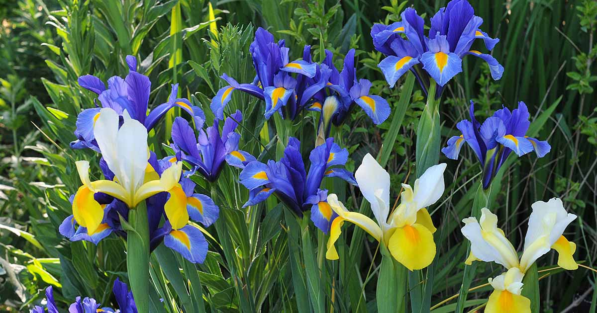 to Grow and Care for Bulbous Iris | Gardener's