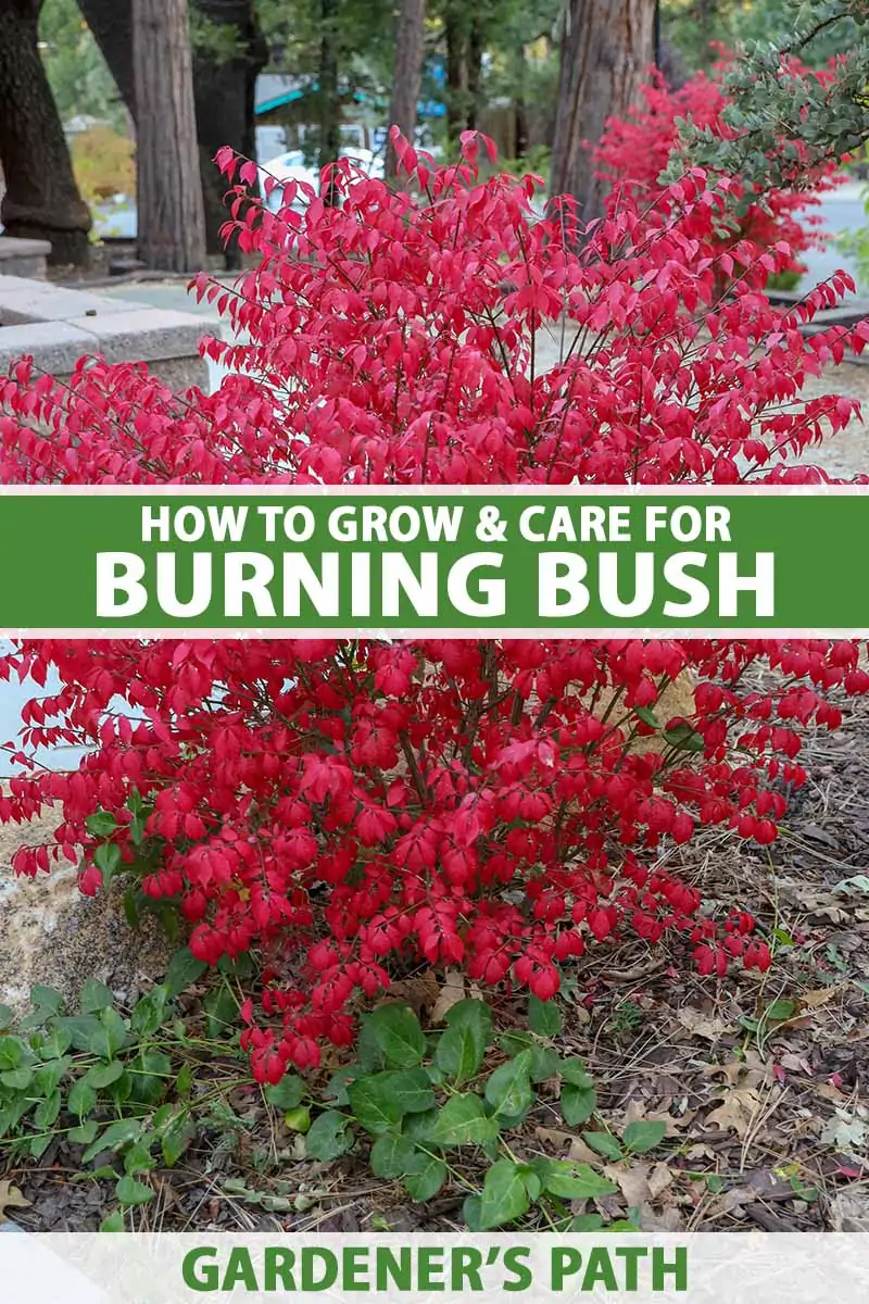 A close up vertical image of a small burning bush shrub growing in a garden border with trees in soft focus in the background. To the center and bottom of the frame is green and white printed text.
