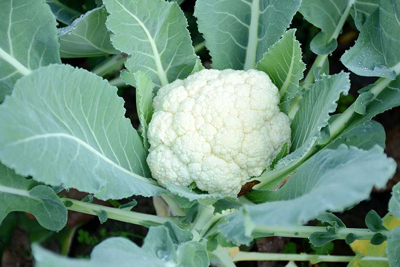 A close up horizontal image of a beautiful white cauliflower head growing in the garden ready for harvest surrounded by blue-green foliage.