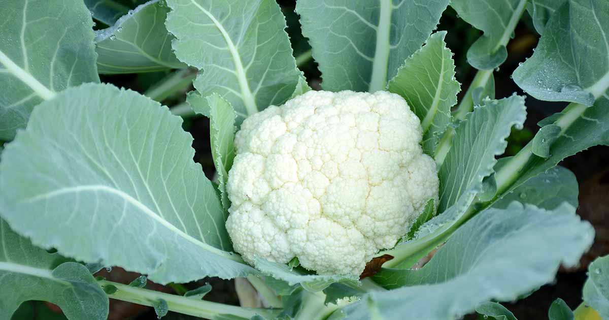 How to Plant and Grow Cauliflower | Gardener's Path