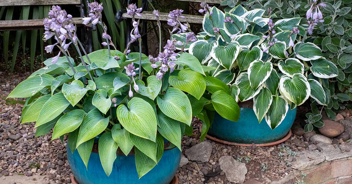 Image of Hostas tall container plant for shade
