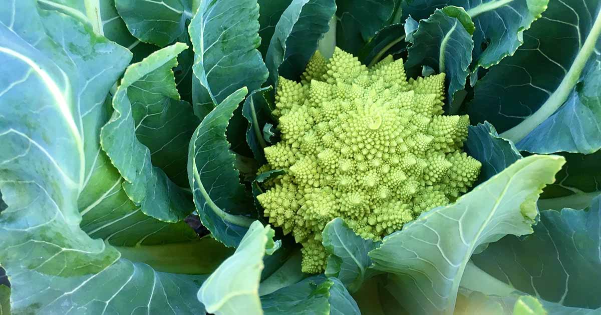 How to Grow Romanesco Broccoli?  