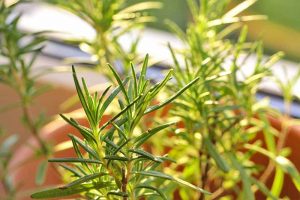 A close up horizontal image of rosemary growing in a container on a windowsill pictured in light sunshine.