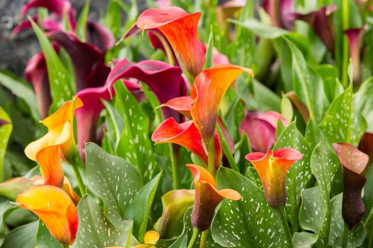 How to Grow and Care for Calla Lilies | Gardener’s Path