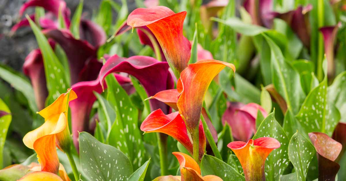 How To Grow And Care For Calla Lilies