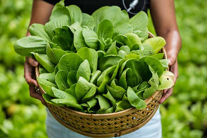 A close up horizontal image of two hands holding a wicker basket filled with freshly harvested pak choi pictured on a soft focus background.