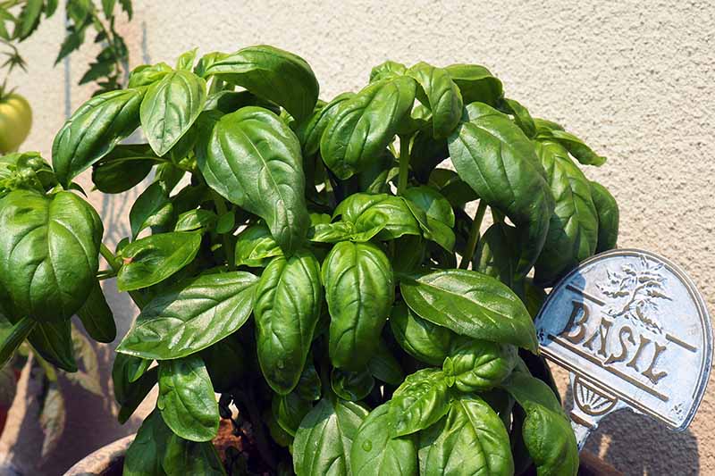 A close up horizontal image of a large basil plant growing in a pot in bright sunshine with a metal plant sign to the right of the frame.
