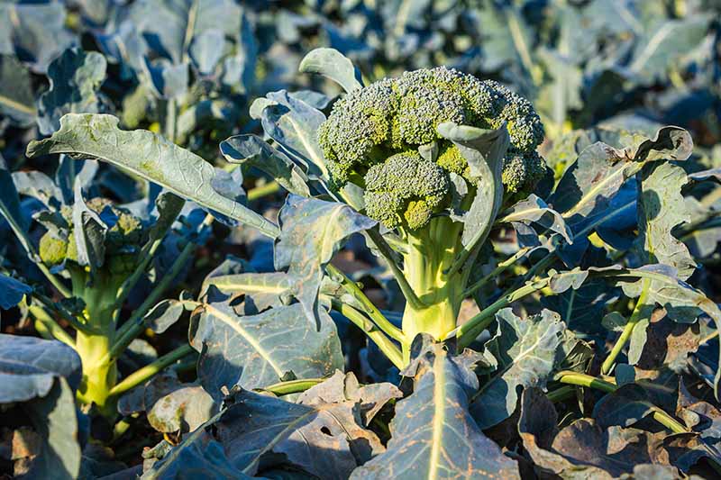 A close up horizontal image of a broccoli plant growing in the garden suffering from a disease on the foliage.