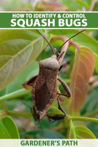 Percicious Insects How to Identify and Control Squash Bugs | Gardener’s Path