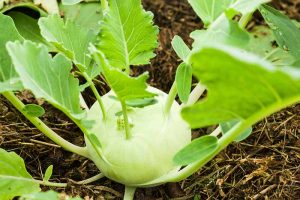 A close up horizontal image of a kohlrabi plant growing in the garden ready for harvest.