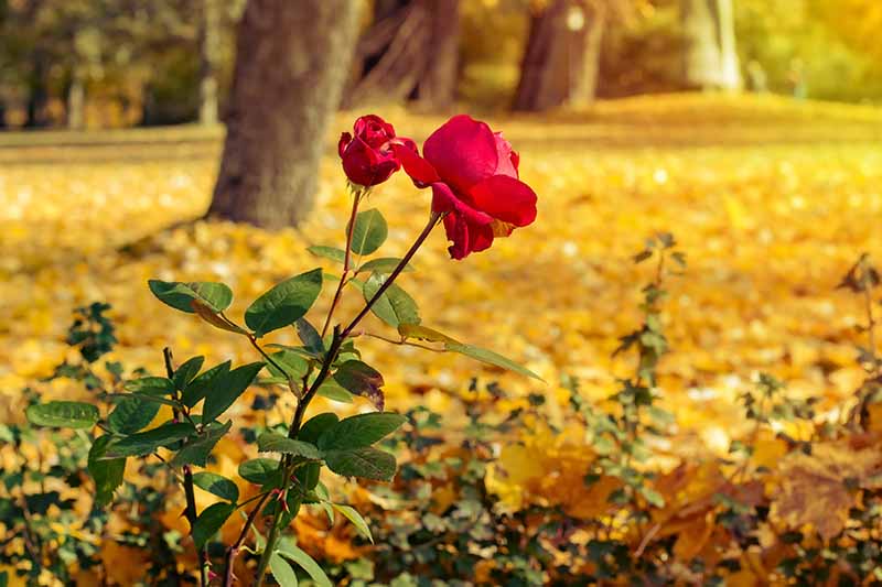 A close up horizontal image of a rose shrub with bright red flowers growing in the fall garden.