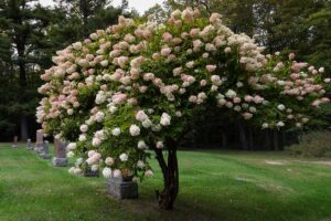 A horizontal image of a hydrangea that has been shaped into a tree form.