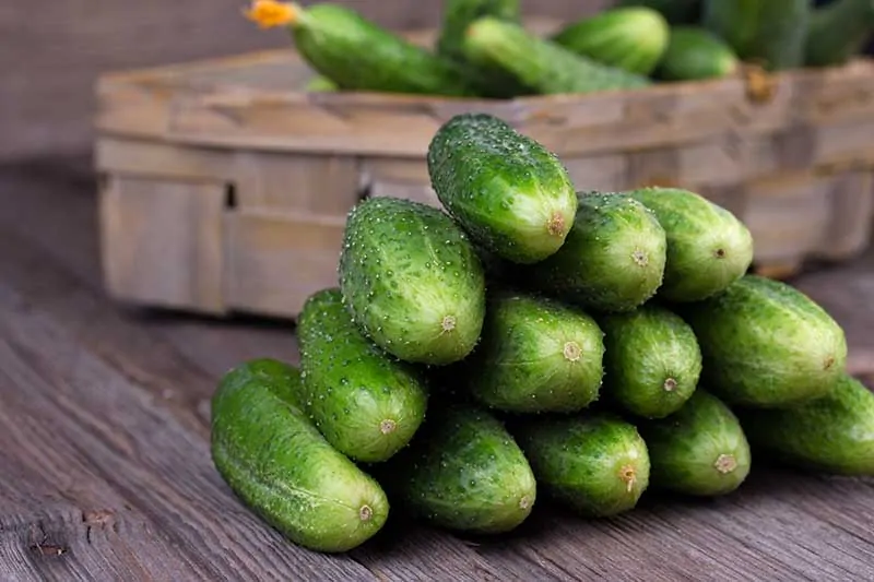 A close up horizontal image of a pile of freshly harvested homegrown cucumbers set on a wooden surface with a wicker basket in the background.