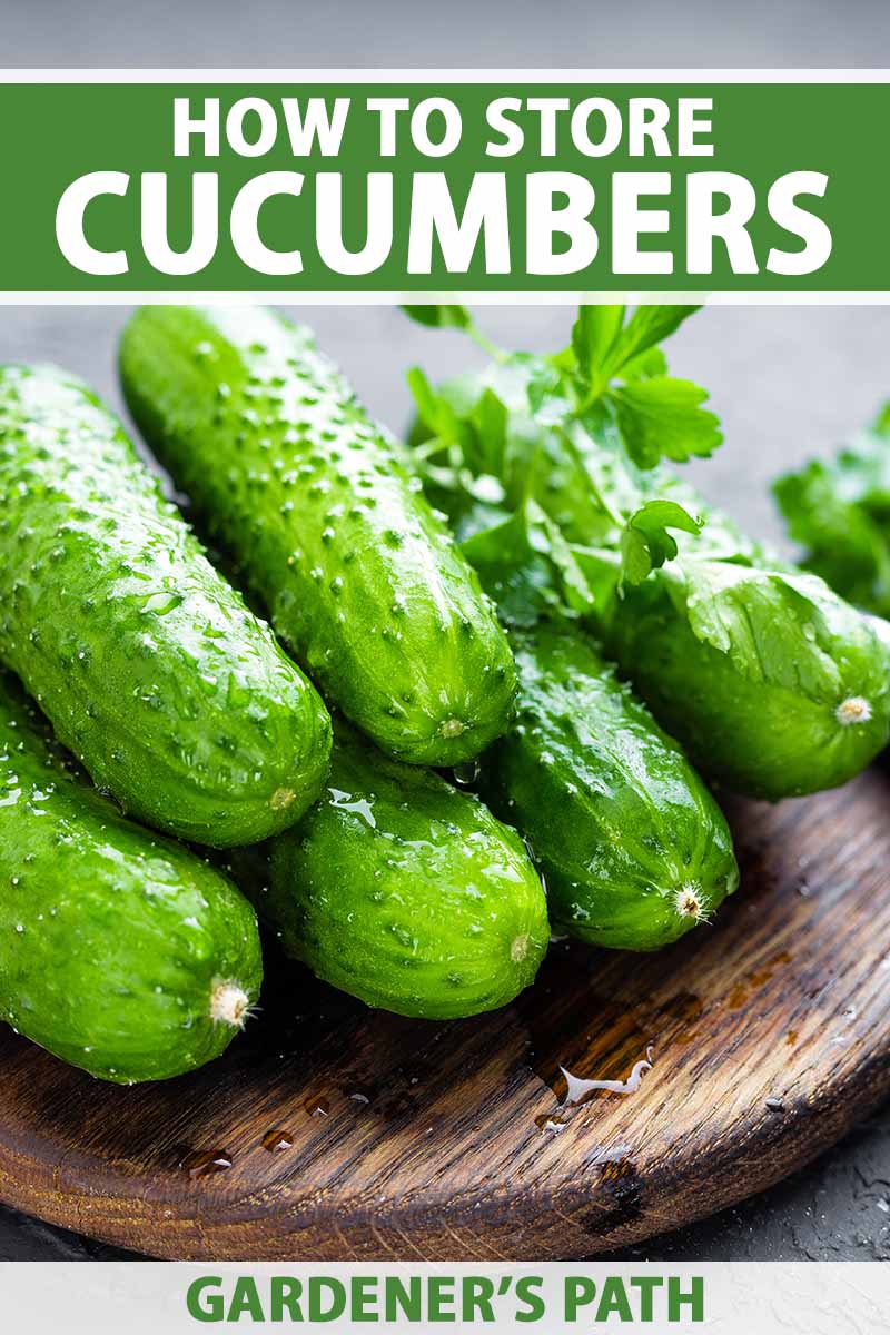 A close up vertical image of a pile of freshly harvested homegrown cucumbers set on a wooden surface pictured on a soft focus background. To the top and bottom of the frame is green and white printed text.