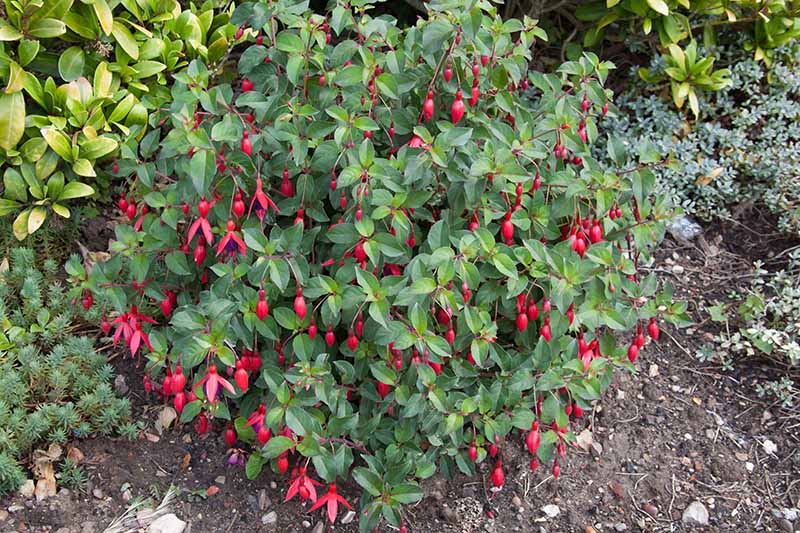 A close up horizontal image of a hardy fuchsia plant with bright red flowers growing in a garden border.