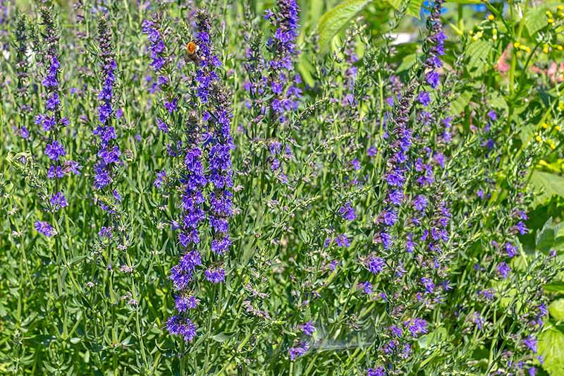 A close up horizontal image of the purple flowers of hyssop growing in the garden.