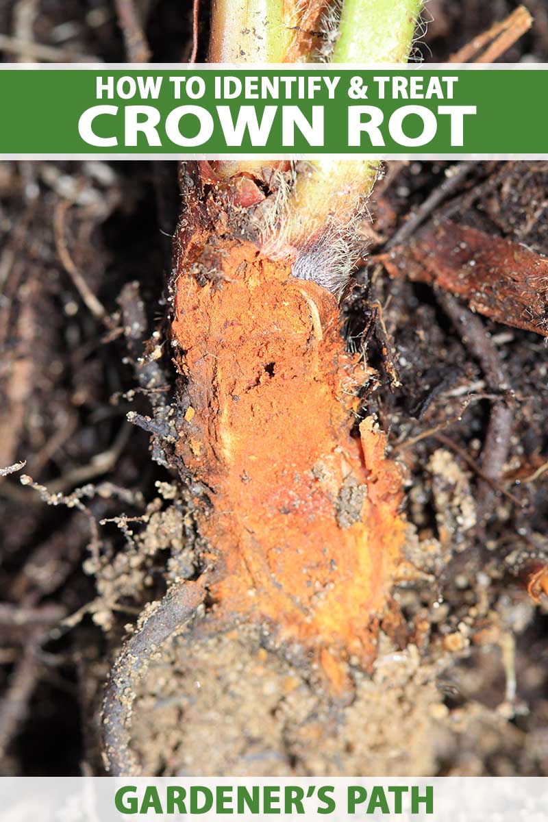 A close up vertical image of a plant pulled out of the ground to show the symptoms of crown rot. To the top and bottom of the frame is green and white printed text.