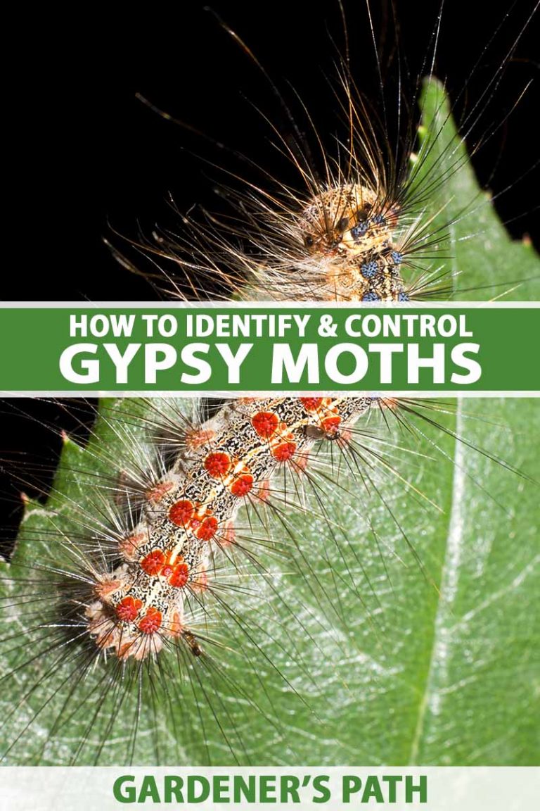 How to Identify and Control Gypsy Moths | Gardener’s Path