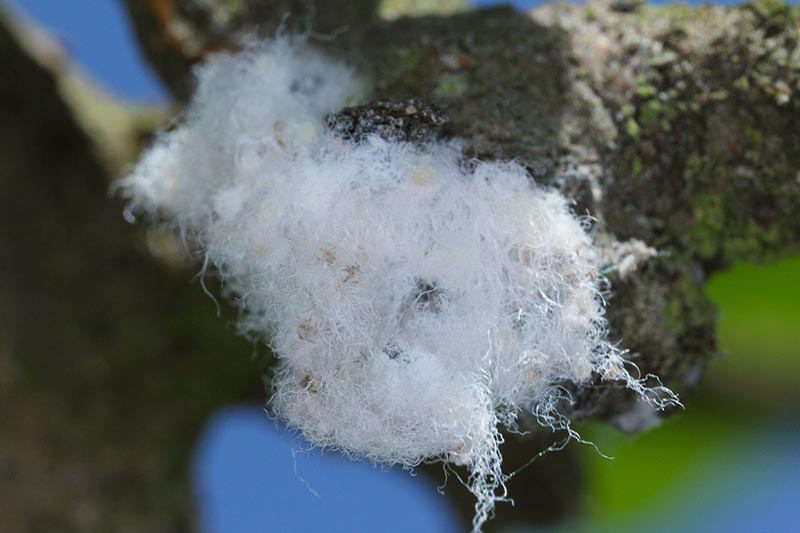 A close up horizontal image of a woolly aphid infestation on the branch of a tree. It looks disgusting.