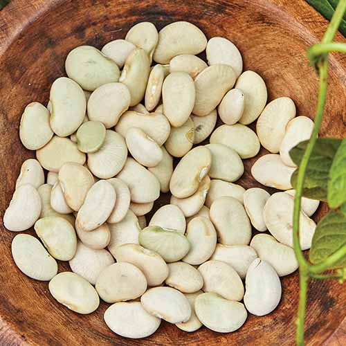 A close up square image of a wooden bowl filled with 'King of the Garden' beans.