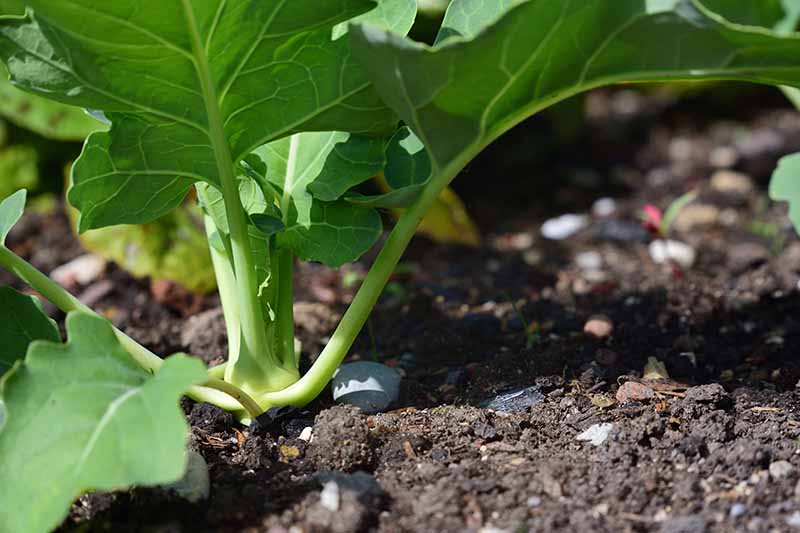 A close up horizontal image of a kohlrabi plant growing in the garden pictured in light sunshine.
