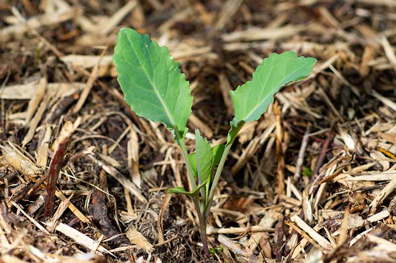 A close up horizontal image of a small seedling growing in the garden surrounded by straw mulch.