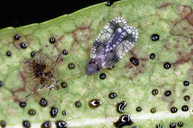 A close up horizontal image of a lace bug on a leaf surrounded by characteristic varnish spots.