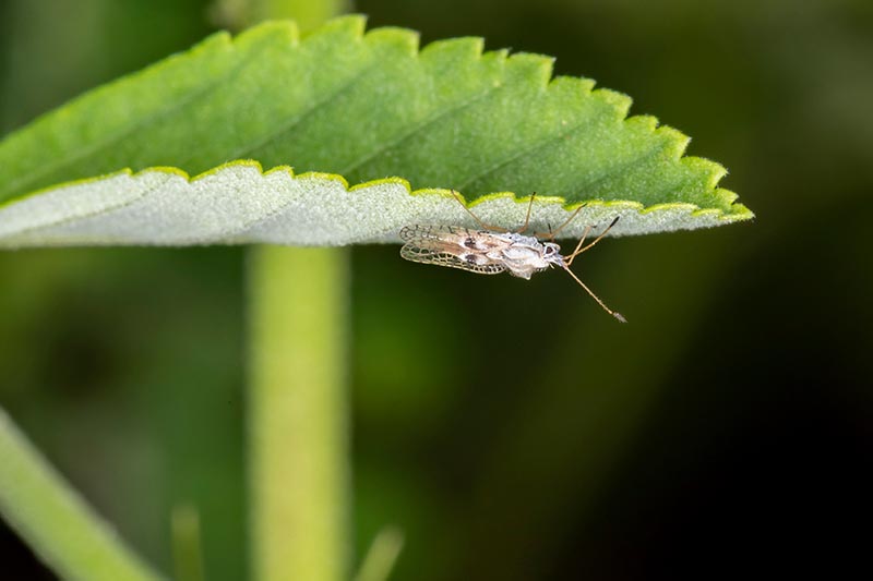 A close up horizontal image of an adult lace bug on the underside of a leaf pictured on a soft focus background.