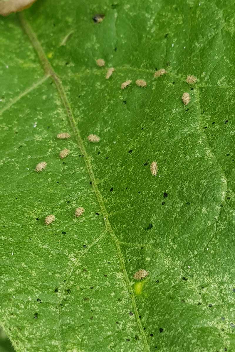 A close up vertical image of a leaf suffering from leaf bug infestation.