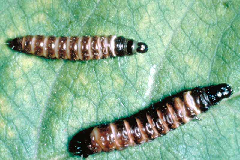 A close up horizontal image of the striped larvae of the peach twig borer on a leaf.