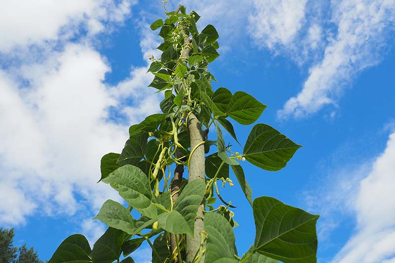 A close up horizontal image of lima beans growing on a tall beanstalk pictured on a blue sky background.