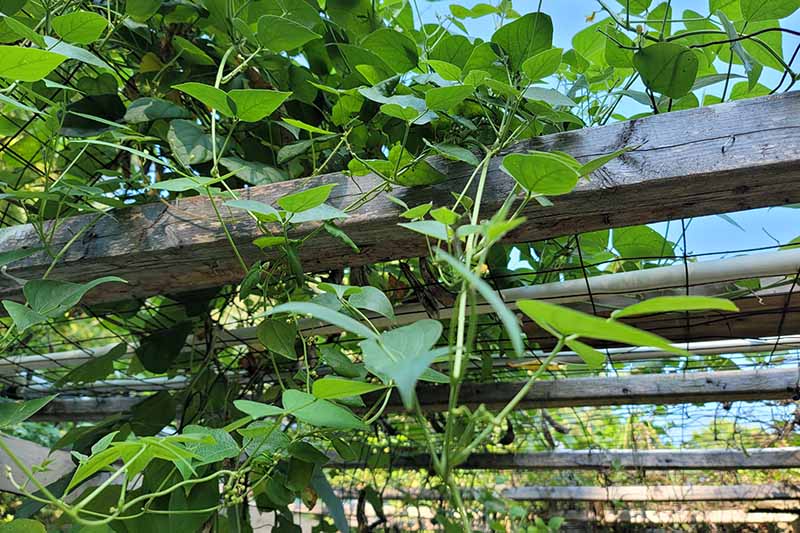 A close up horizontal image of a lima bean plant growing on a wooden trellis.