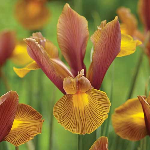 A close up square image of orange 'Lion King' iris growing in the garden pictured on a soft focus background.